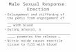 Male Sexual Response: Erection