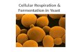 Cellular Respiration & Fermentation in Yeast
