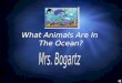 What Animals Are In  The Ocean?