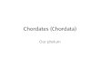 Chordates (Chordata)