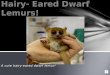 What I Know About  Hairy- Eared  D warf  L emurs!