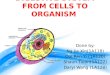 Digestive System From Cells to Organism