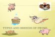 Types and Breeds of Swine