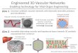 Engineered 3D Vascular Networks:  Enabling technology for Vital Organ Engineering