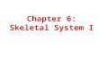 Chapter 6: Skeletal System I