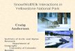 Snow/Wolf/Elk Interactions in Yellowstone National Park