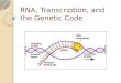 RNA, Transcription, and the Genetic Code