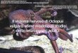 Il sistema nervoso di  Octopus  vulgaris come modello di studio della neurogenesi adulta
