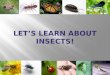 Let’s Learn About Insects!
