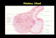 Pituitary  Gland