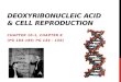 Deoxyribonucleic Acid &  Cell  Reproduction