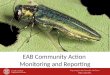 EAB Community Action  Monitoring and Reporting