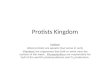 Protists  Kingdom