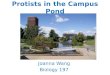 Protists  in the Campus Pond