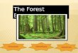 The Forest Ecosystem