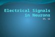 Electrical Signals in Neurons