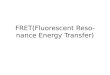 FRET(Fluorescent Resonance  Energy Transfer)