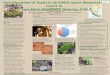 Investigations in  Tayloria  mirabilis  spore dispersal via insect in