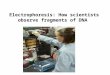 Electrophoresis: How scientists observe fragments of DNA