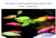 Transgenic animal patented and sold at  Wal  Mart… Glow Fish