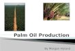 Palm Oil Production