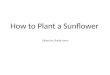 How to Plant a Sunflower