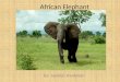 A frican Elephant