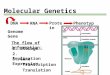 Molecular  Genetics
