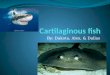 Cartilaginous fish