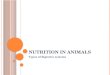Nutrition  in  animals