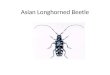 Asian  Longhorned Beetle
