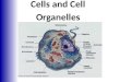 Cells and  Cell Organelles
