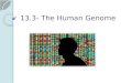 13.3- The Human Genome