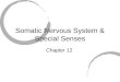 Somatic Nervous System & Special Senses