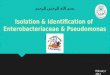 Isolation  &  Identification of  Enterobacteriaceae &  Pseudomonas