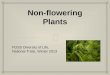Non-flowering Plants