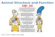 Animal Structure and Function SBI 3U