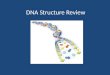 DNA Structure Review