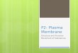 P2- Plasma Membrane