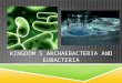 Kingdom s  Archaebacteria  and Eubacteria