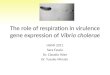 The role of respiration in virulence gene expression of  Vibrio cholerae