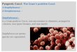 Pyogenic  Cocci :  The  Gram’s positive  Cocci : 1- Staphylococci   : 2- Streptococcus   :