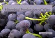Microbial Production of Wine