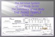 The Nervous  System  of  our Study Series   The Sanctuary of our Body THE THIRD TEMPLE
