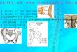 Joints  of the vertebral bodies Joints of  the vertebral  arches