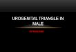 Urogenital triangle in male