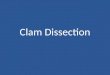 Clam Dissection