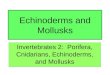 Echinoderms and Mollusks