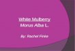 White Mulberry Morus  Alba  L. By: Rachel Finke