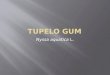 Tupelo Gum